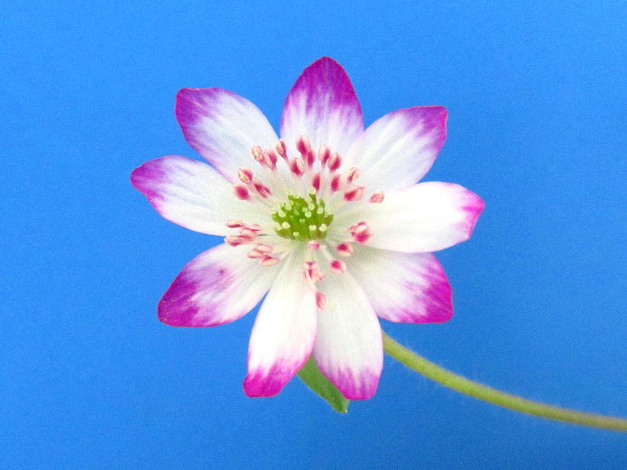 画像1: 雪割草標準花『爪紅花』 
