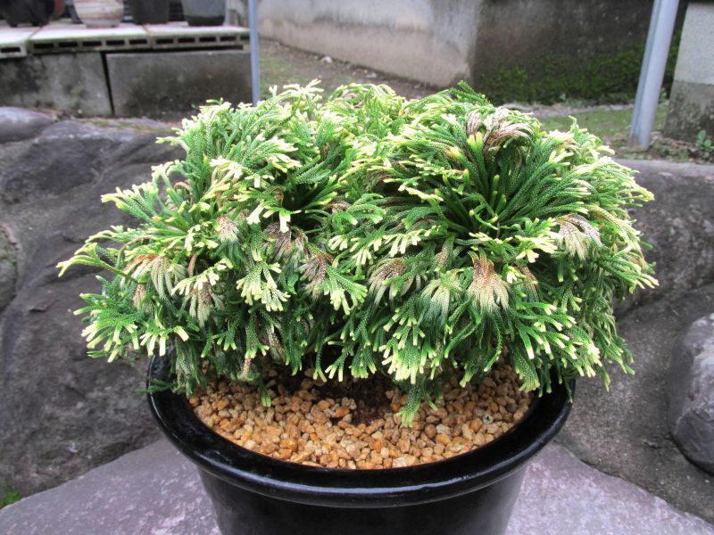 よろしくお願いしますイワヒバ 8号鉢植え - その他観葉植物