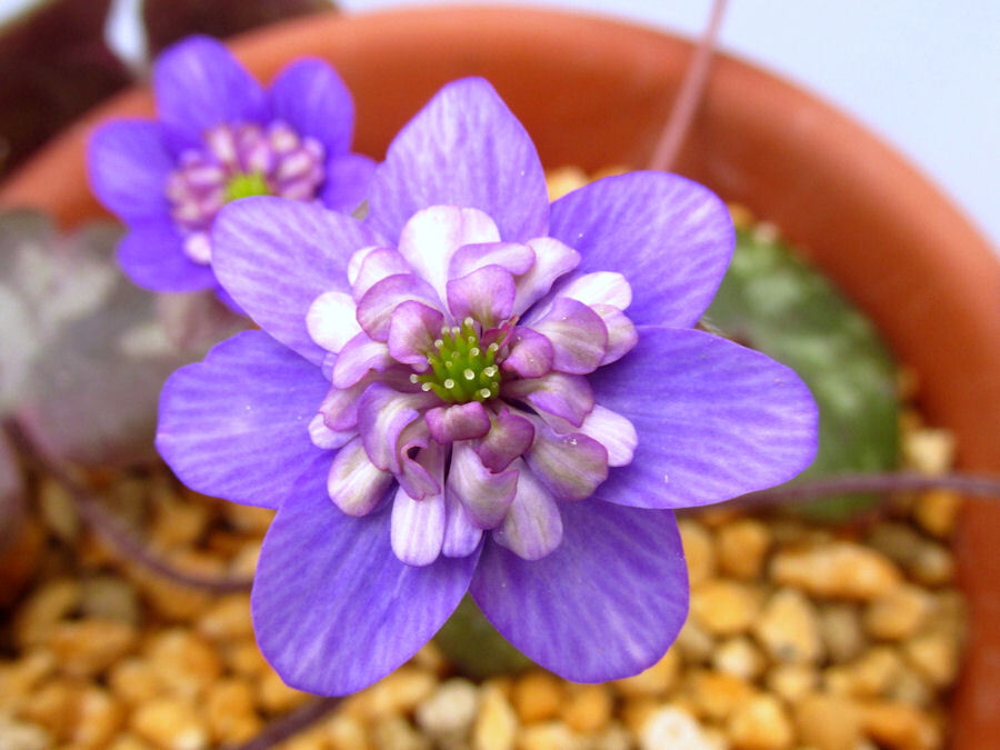 画像1: 雪割草銘品【天青梅】（上1芽株）