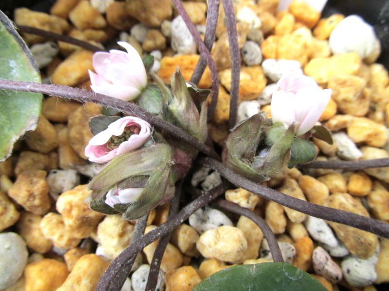 画像: 雪割草銘品【唐桜】（大4芽株）