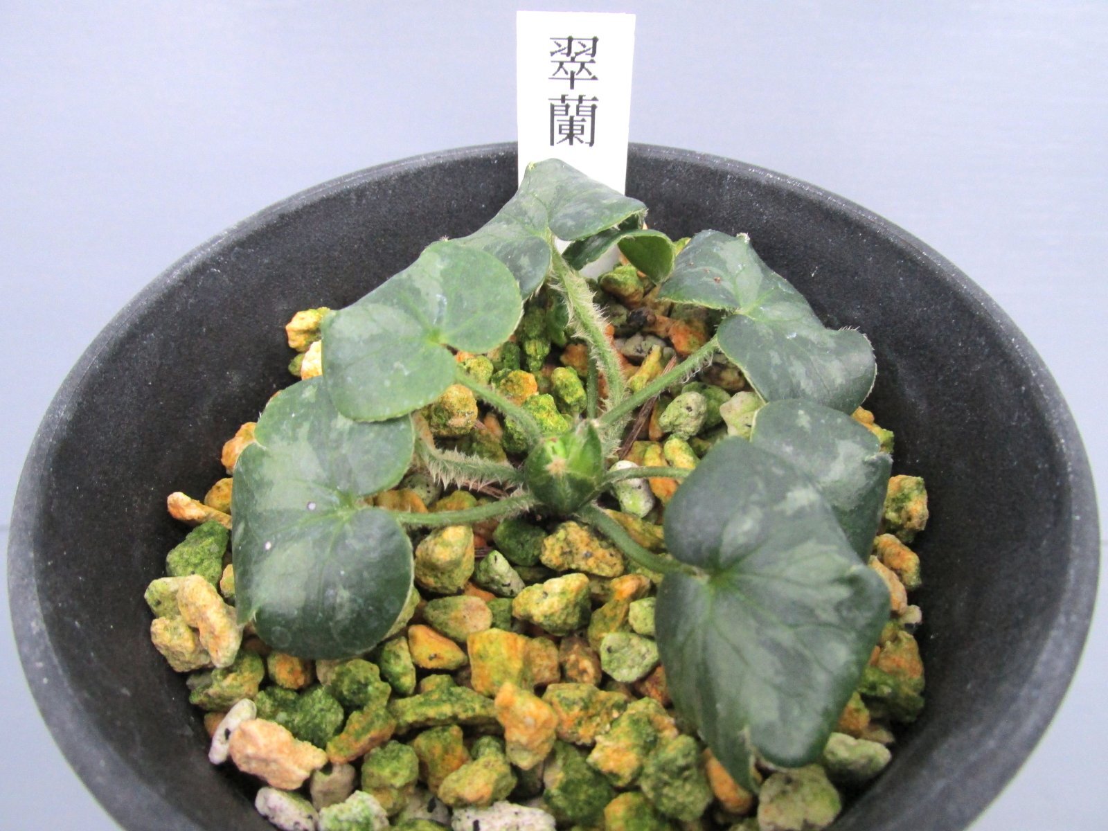 画像: 雪割草銘品【翠蘭】（大１芽株）