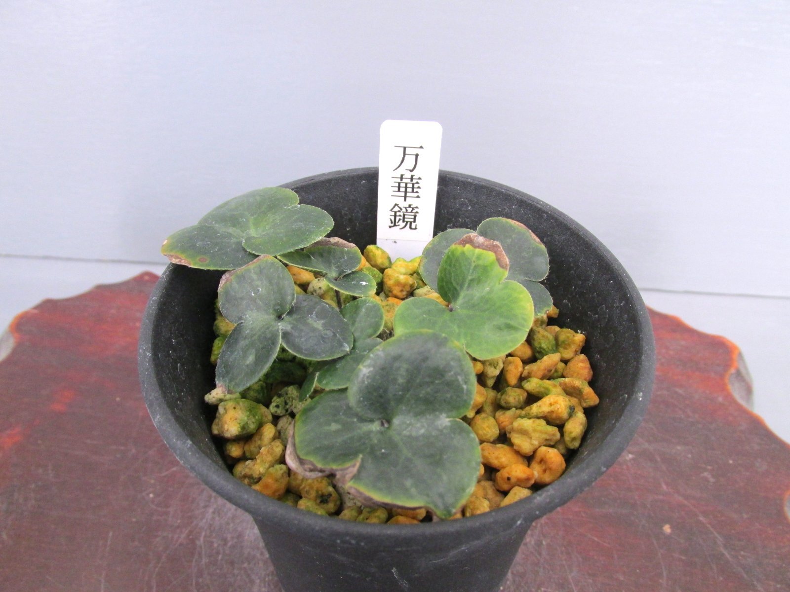 画像: 雪割草銘品【万華鏡】（上1.5芽株）