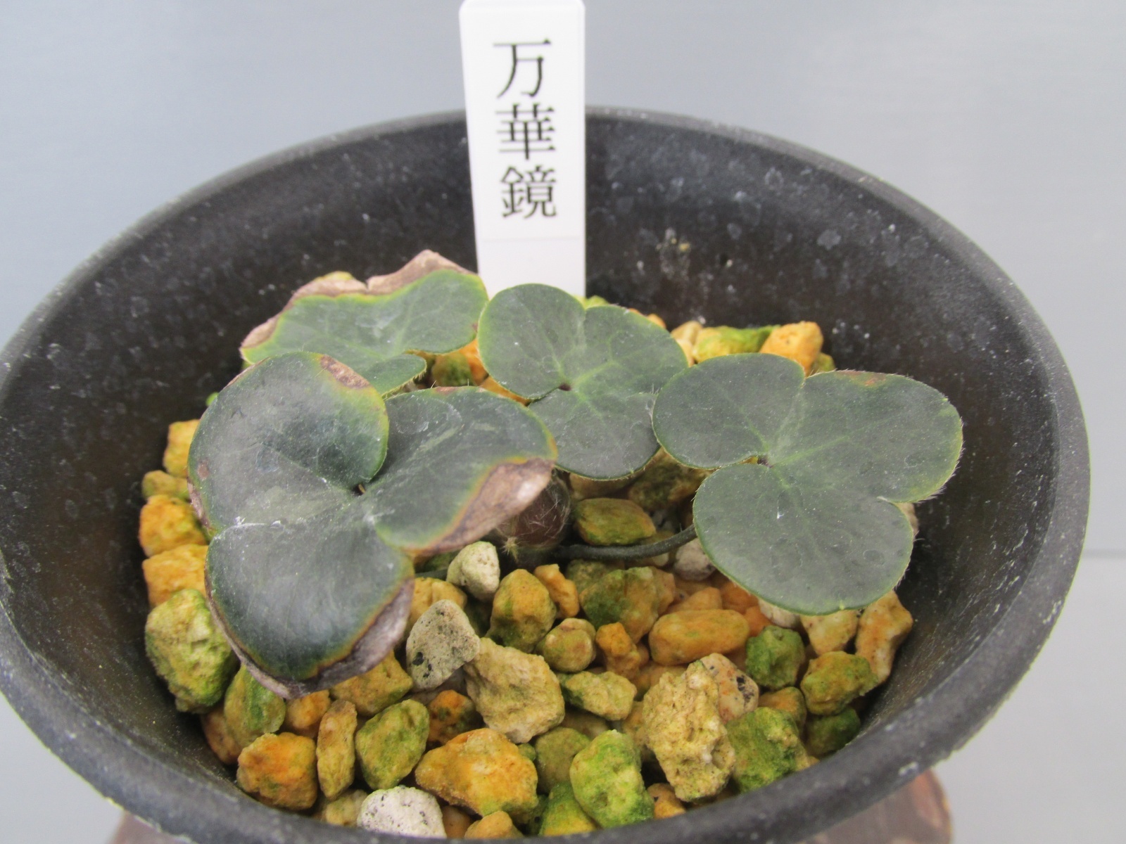 画像: 雪割草銘品【万華鏡】（大1芽株）