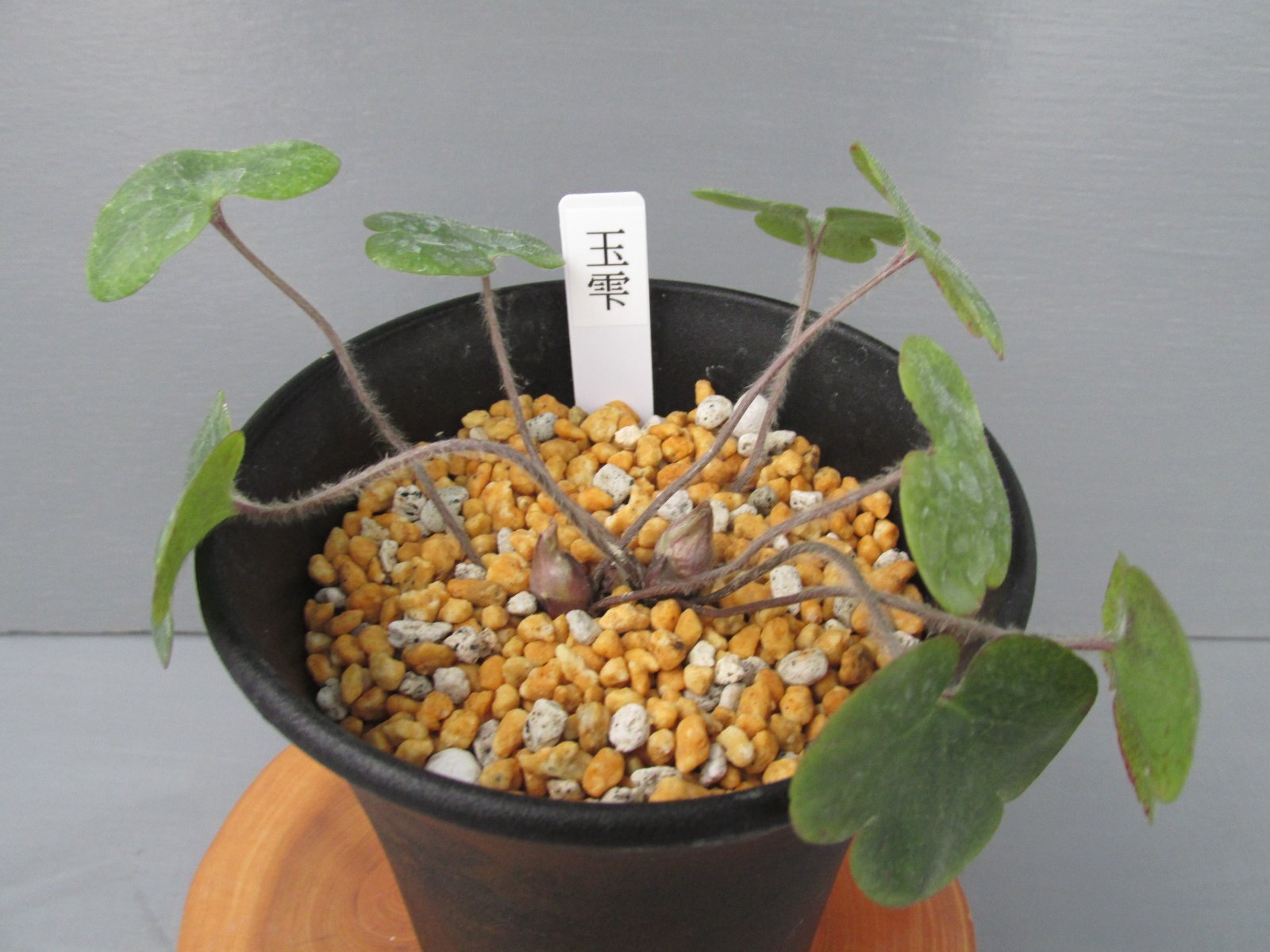 画像: 雪割草銘品【玉雫】（大2芽株）