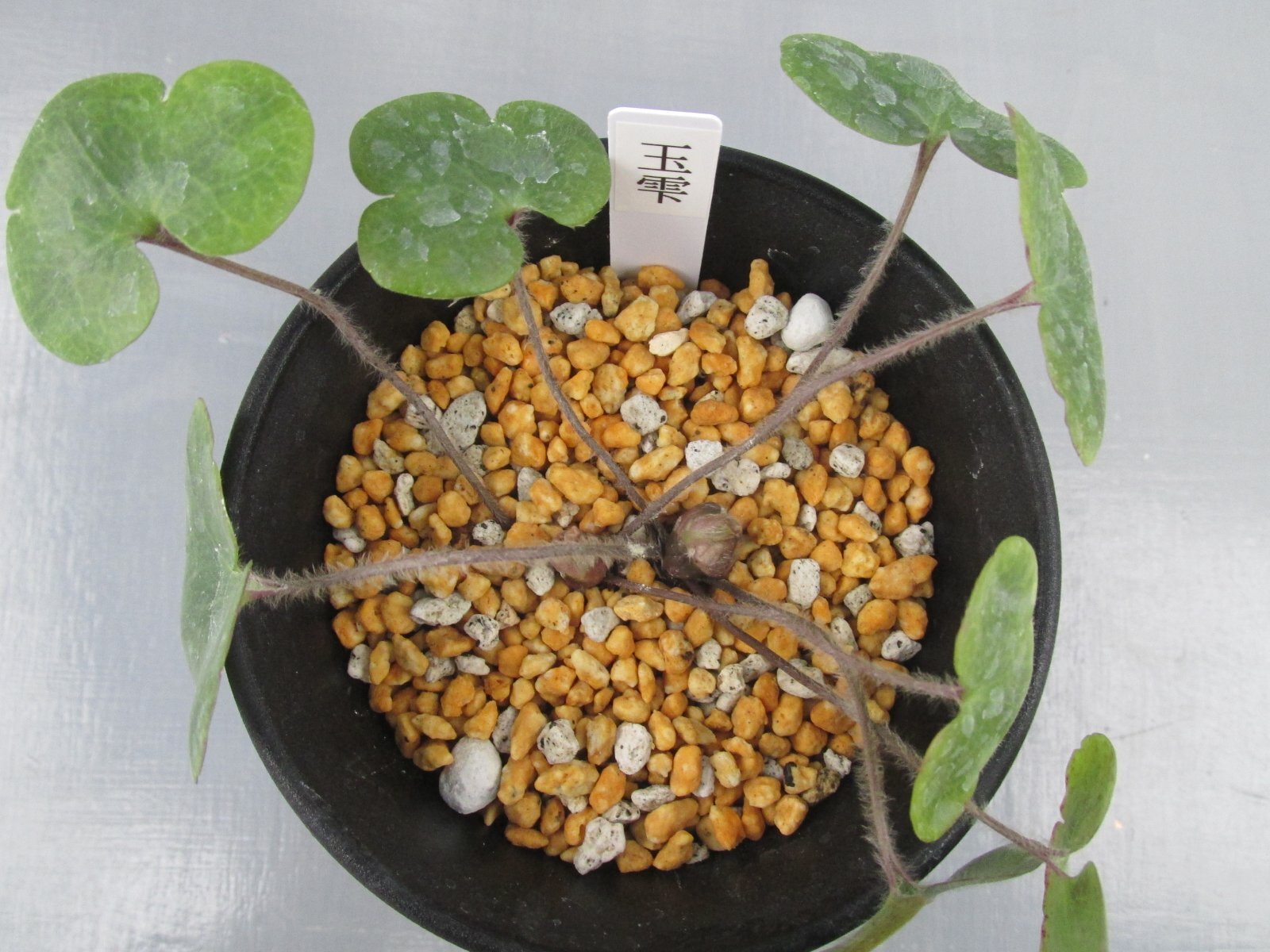 画像: 雪割草銘品【玉雫】（大2芽株）