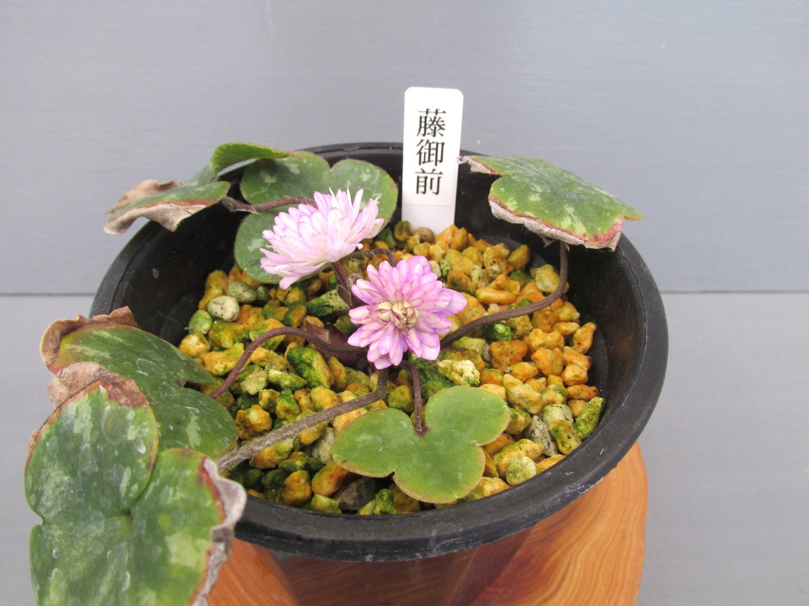 画像: 雪割草銘品【藤御前】（大1上1芽株）/咲き出し