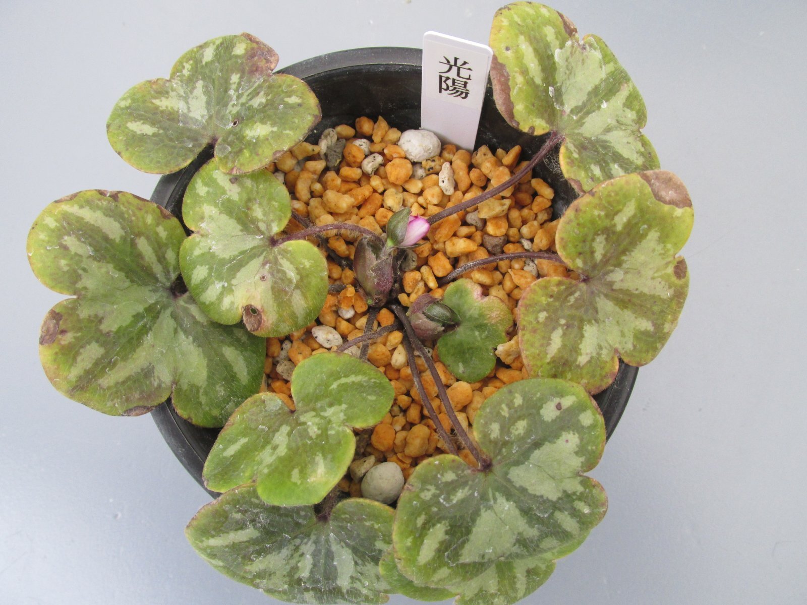 画像: 雪割草銘品【光陽】（大1上1芽株）