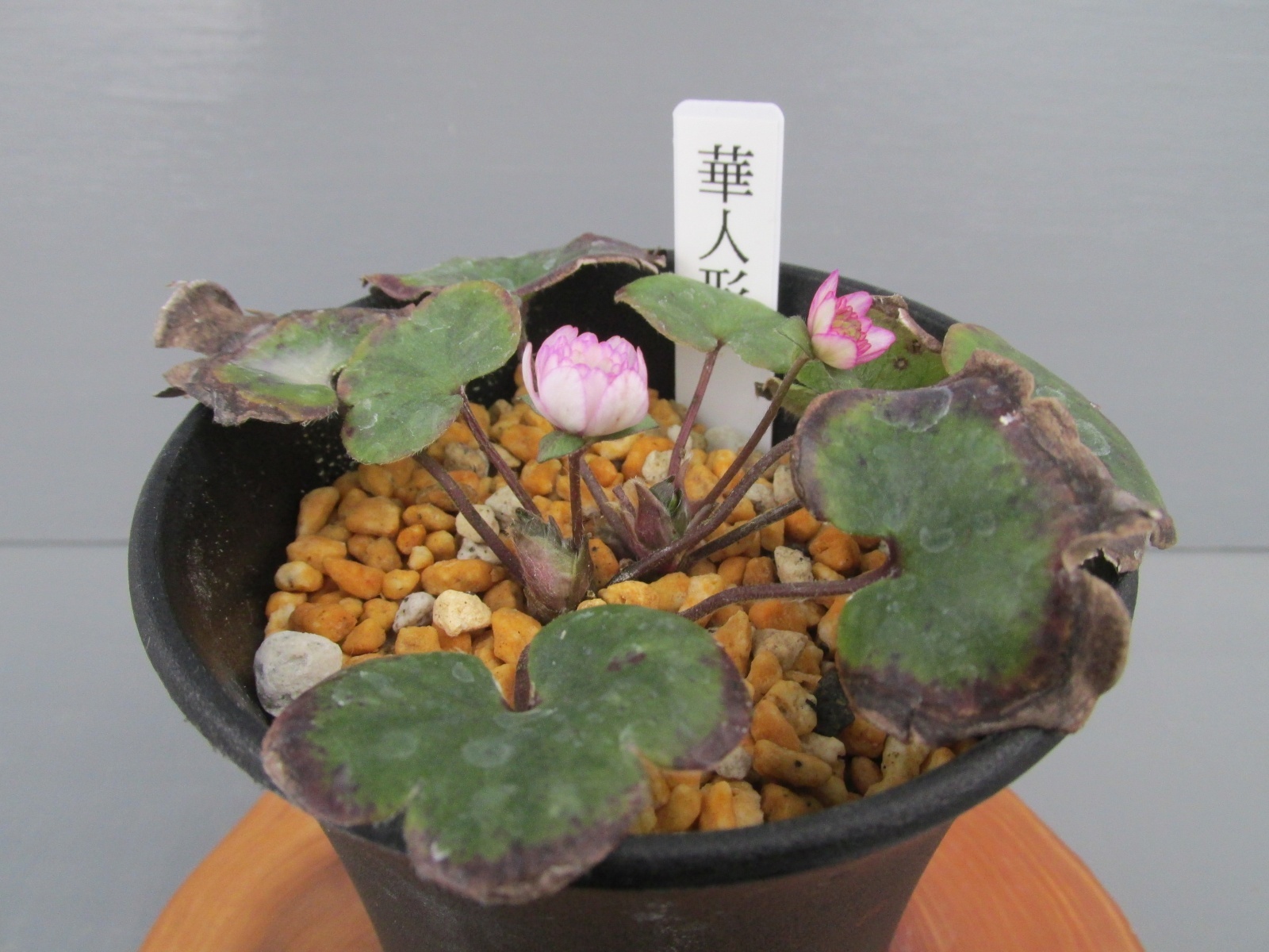 画像: 雪割草銘品【華人形】（上2芽株）/咲き出し