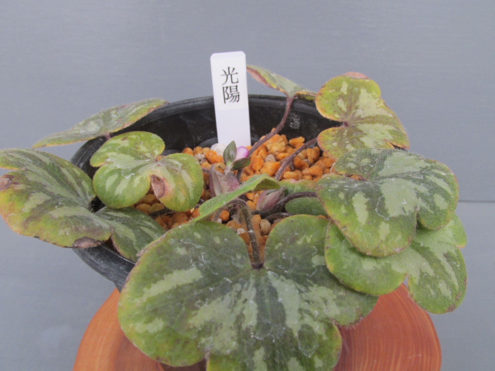 画像: 雪割草銘品【光陽】（大1上1芽株）