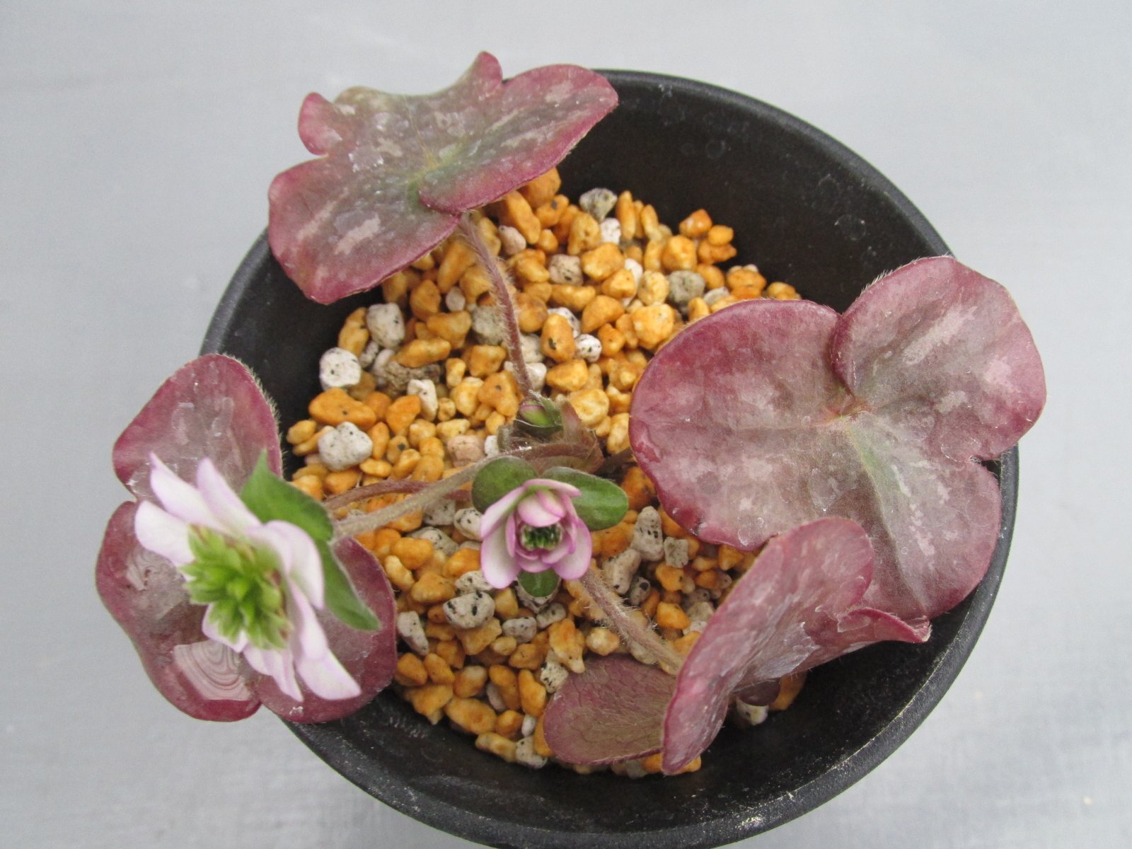 画像: 雪割草銘品【菊翠】（中上1芽株）/開花中