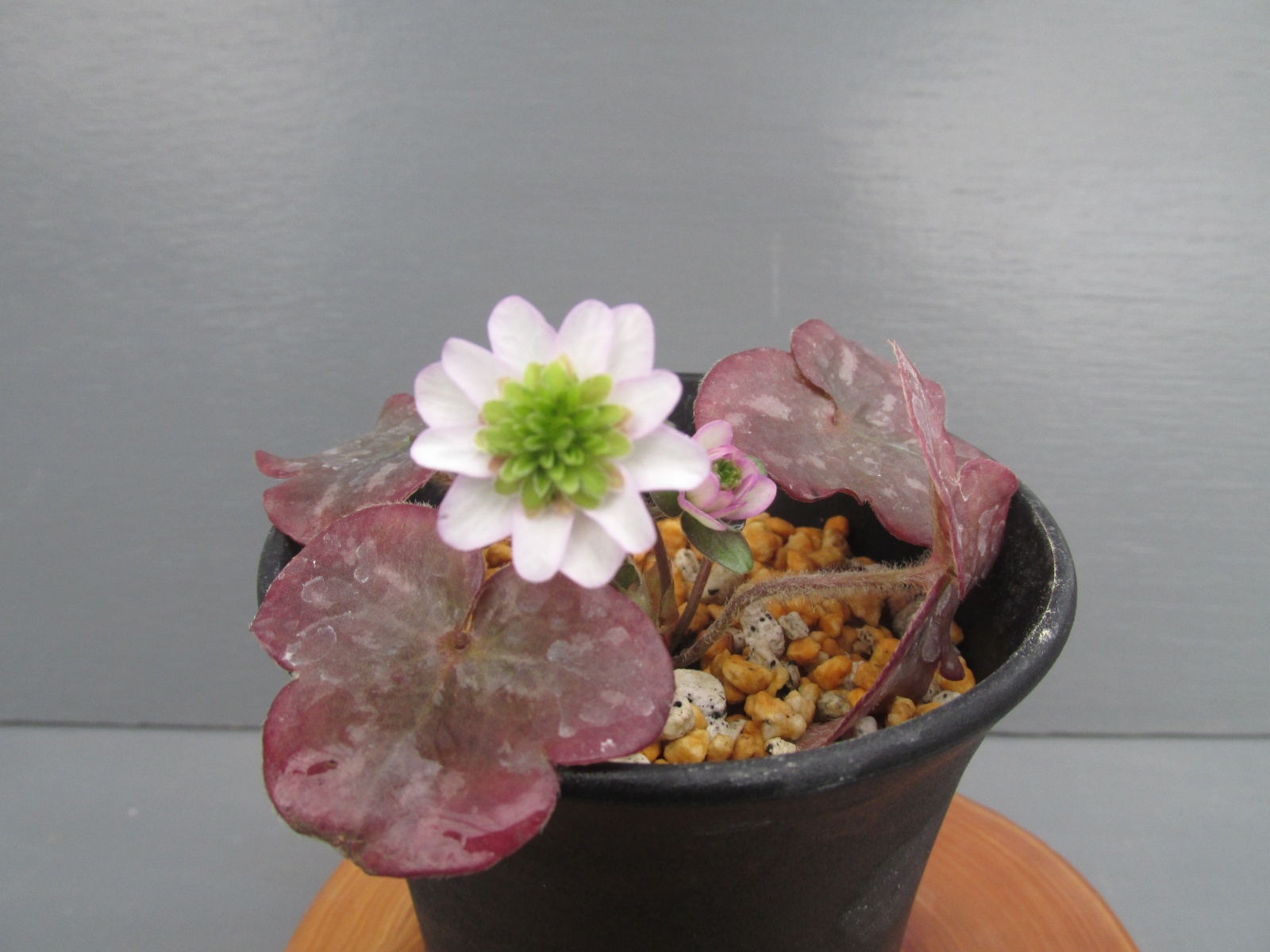 画像: 雪割草銘品【菊翠】（中上1芽株）/開花中