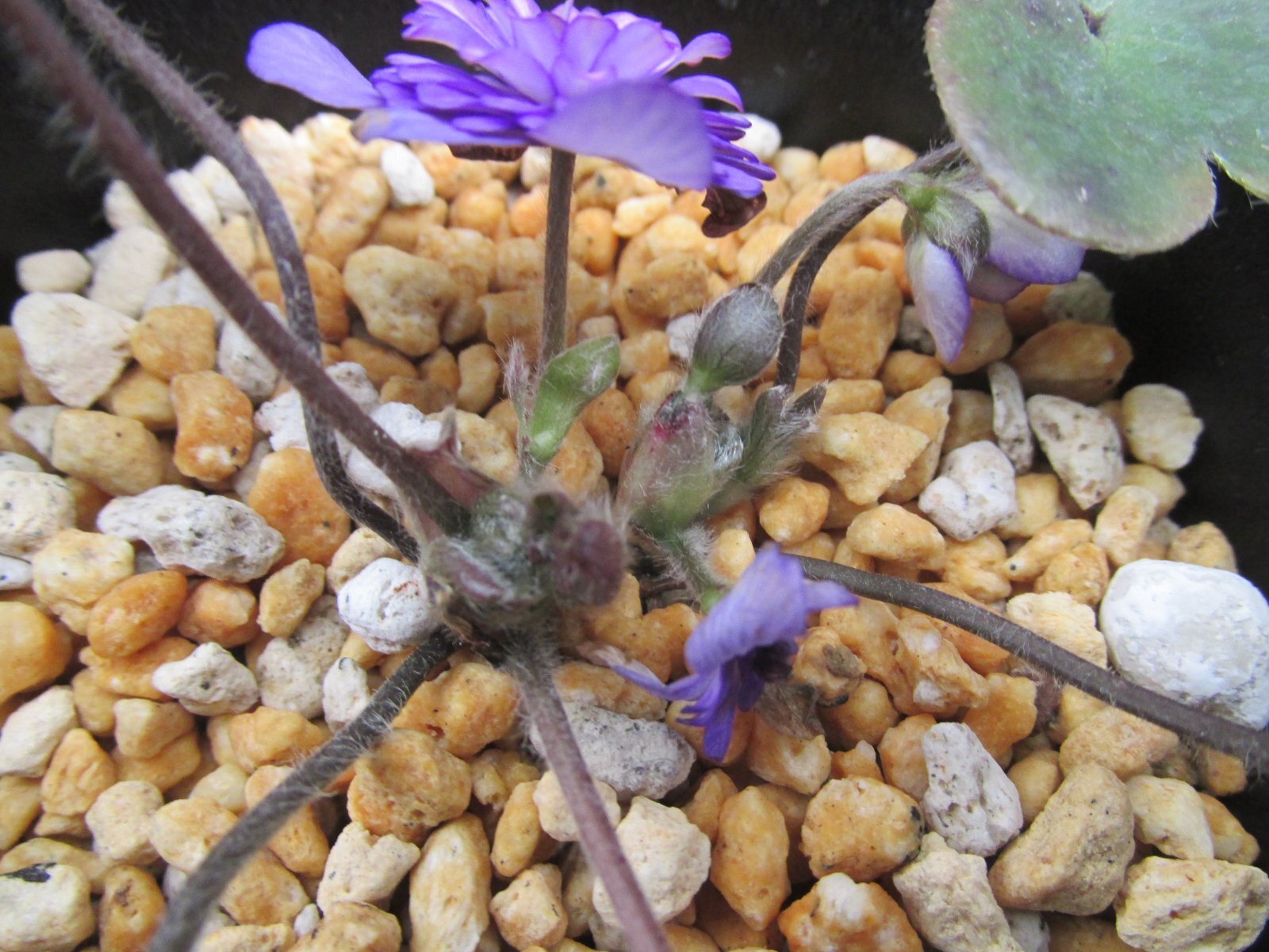 画像: 雪割草銘品【紫魂】（中2芽株）/開花中