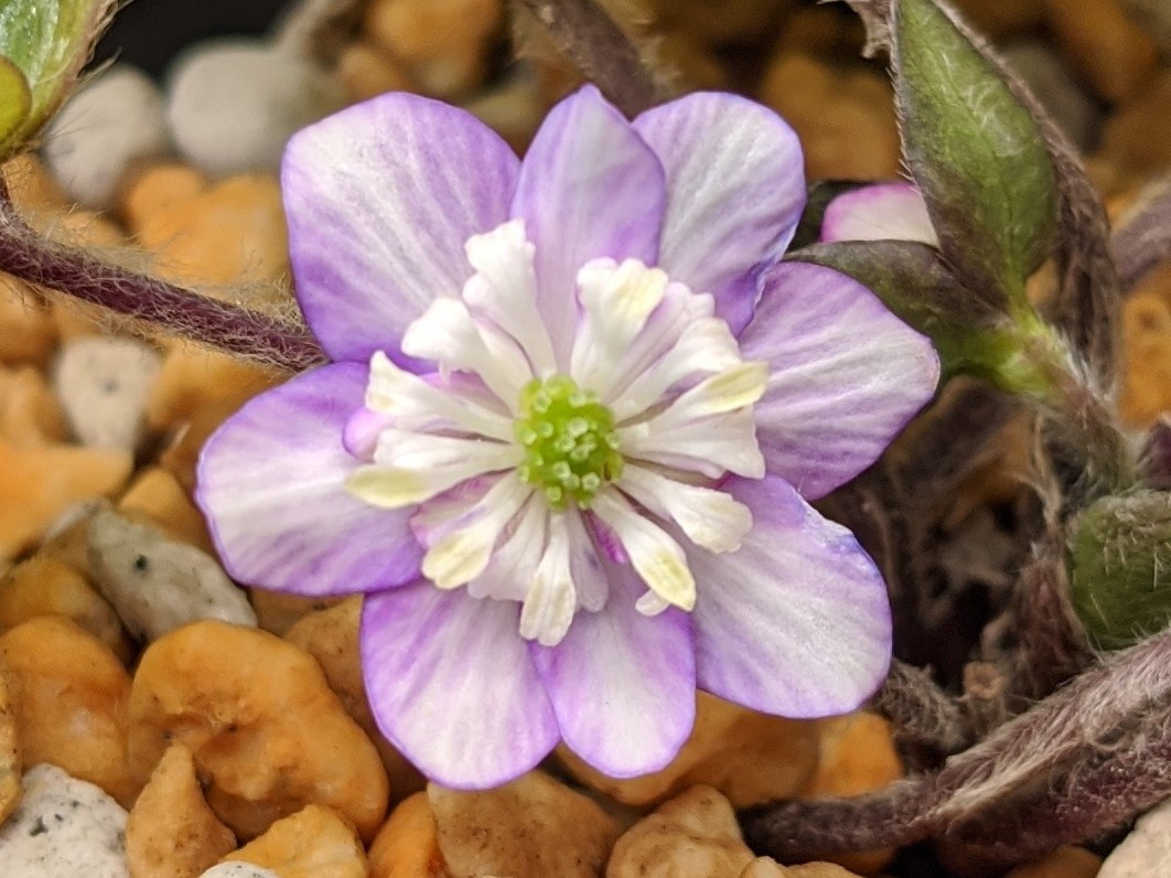 画像1: 雪割草銘品【清流の華】（大1芽株）/開花中