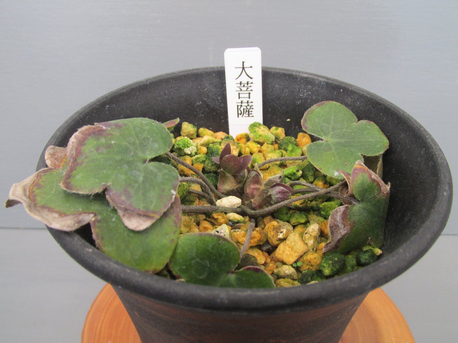 画像: 雪割草銘品【大菩薩】（大2上1芽株）