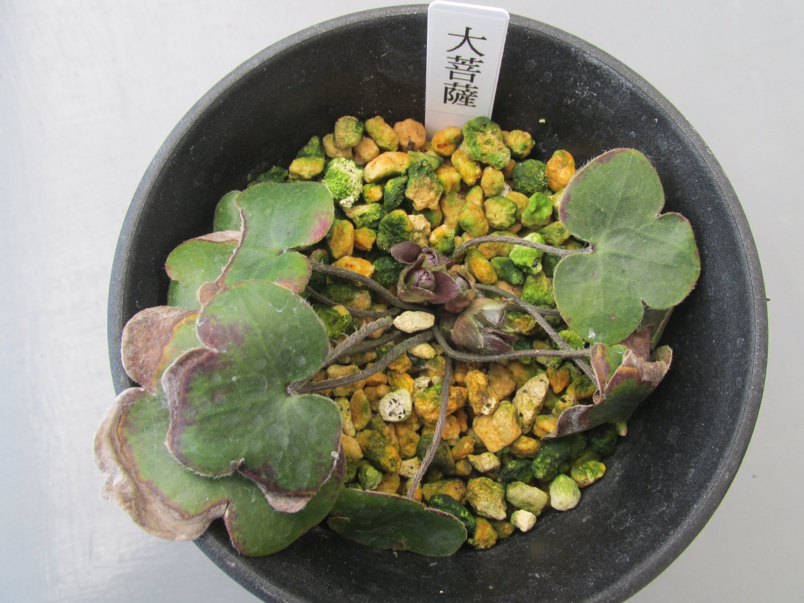 画像: 雪割草銘品【大菩薩】（大2上1芽株）