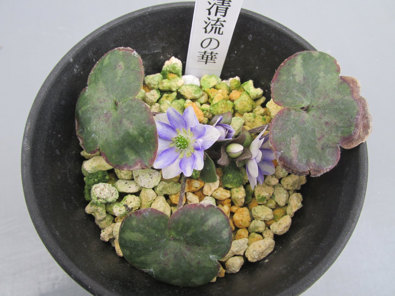 画像: 雪割草銘品【清流の華】（大1芽株）/開花中