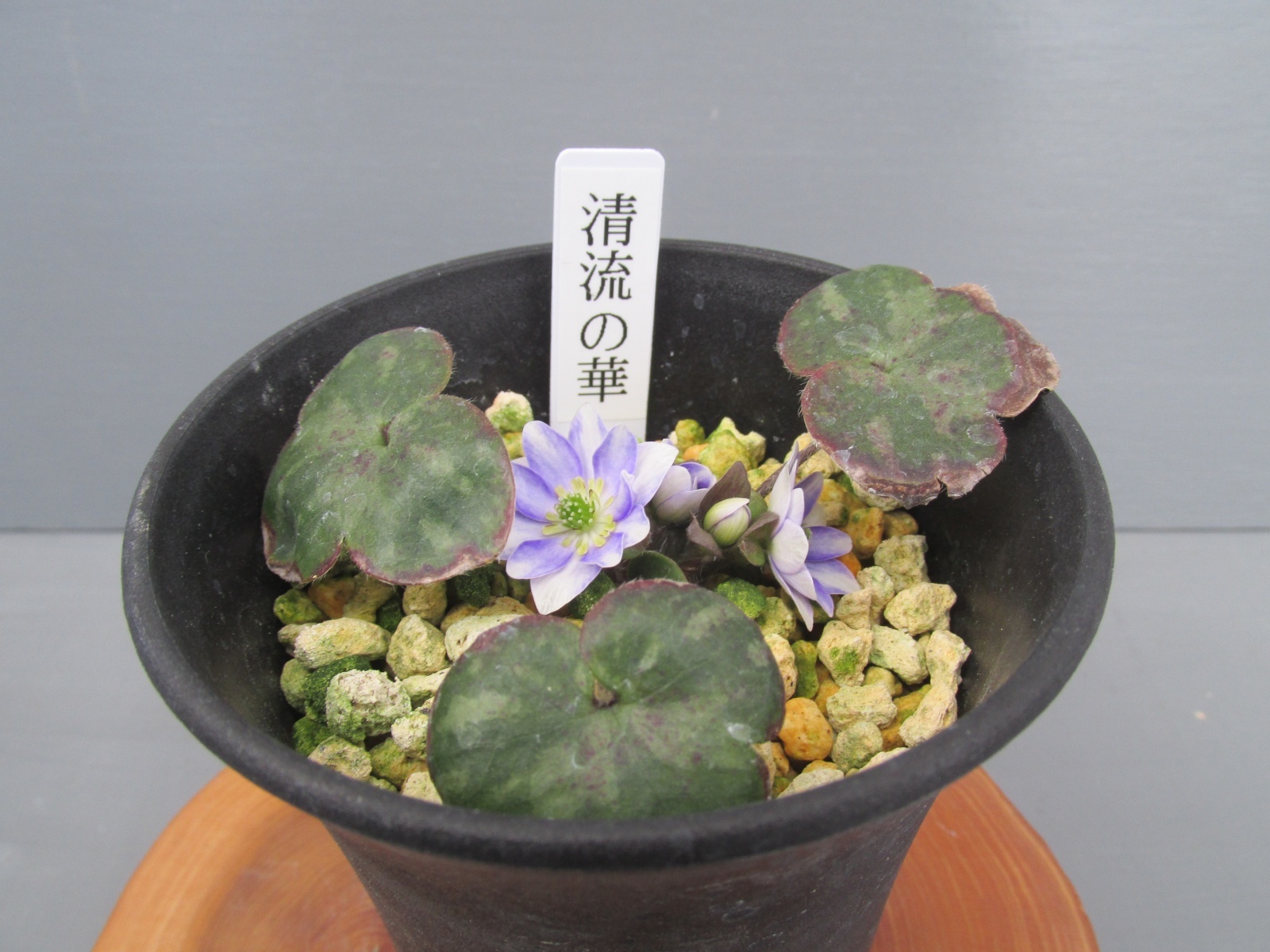 画像: 雪割草銘品【清流の華】（大1芽株）/開花中