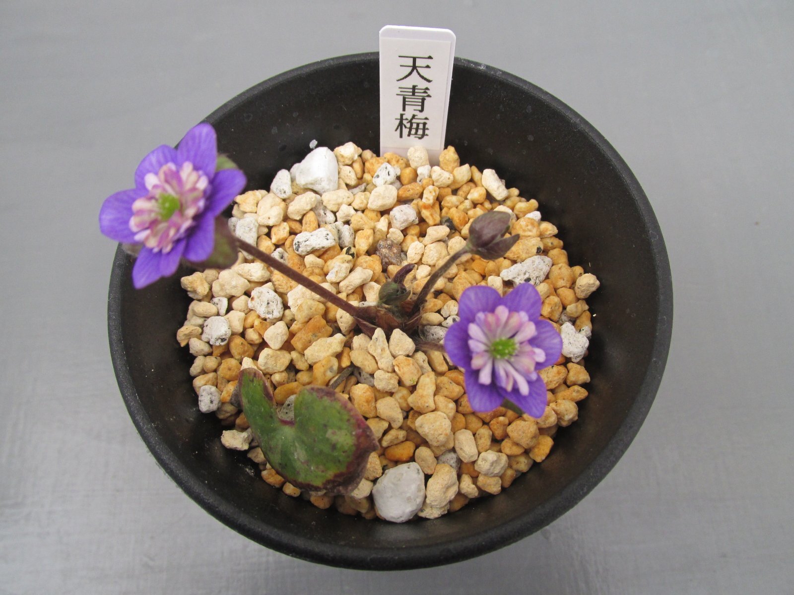 画像: 雪割草銘品【天青梅】（上1芽株）/開花中