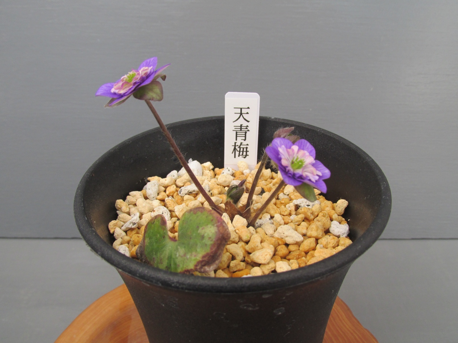 画像: 雪割草銘品【天青梅】（上1芽株）/開花中