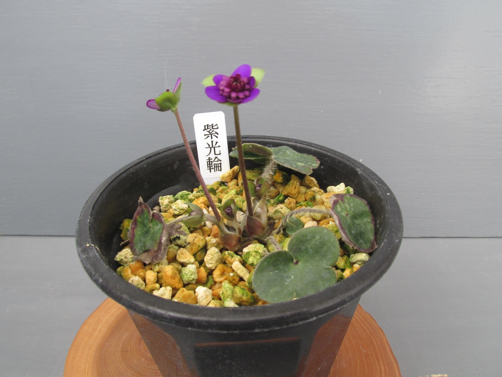 画像: 雪割草銘品【紫光輪】（上2芽株）/開花中