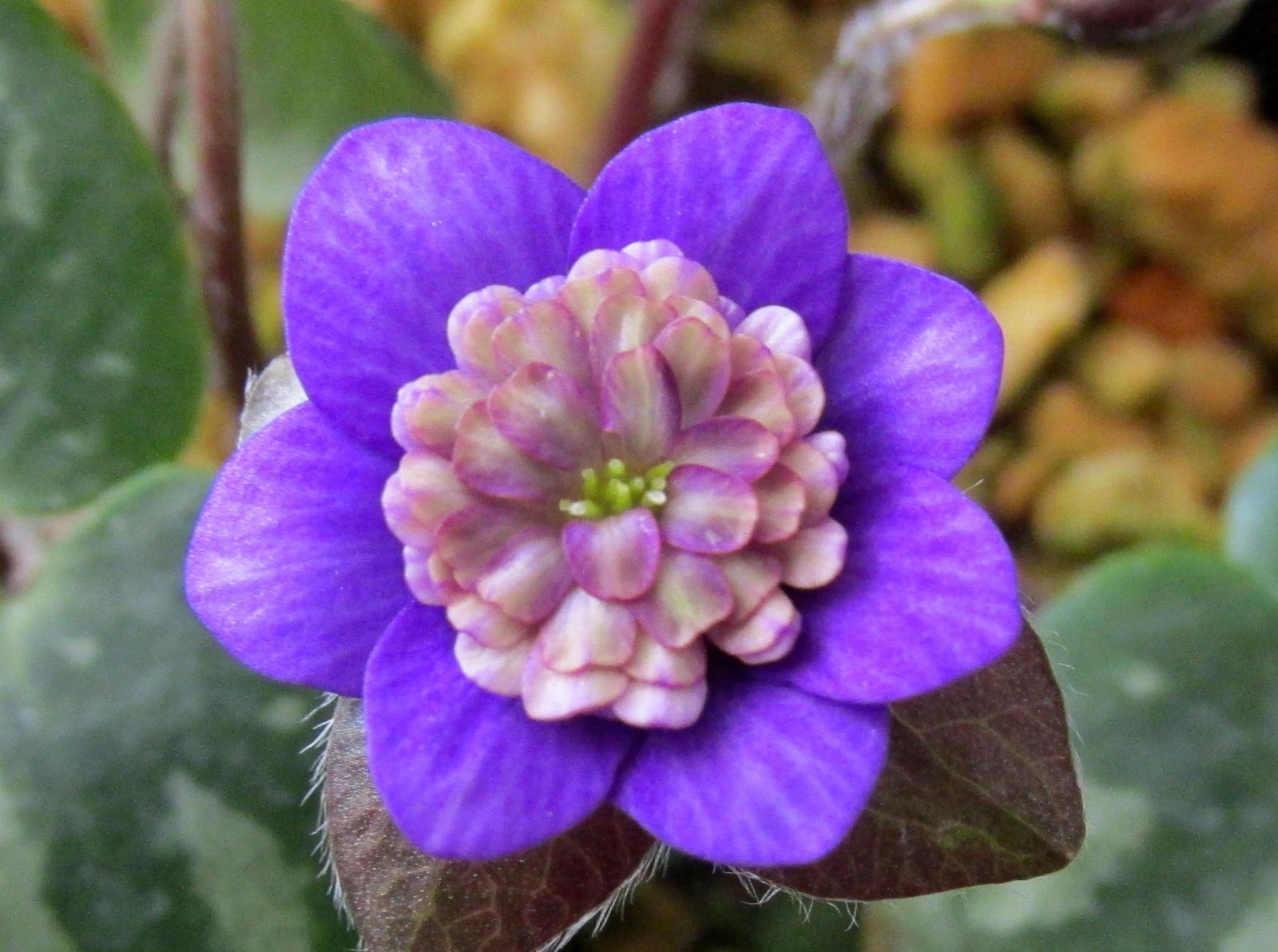 画像1: 雪割草銘品【天青梅】（上1芽株）/開花中