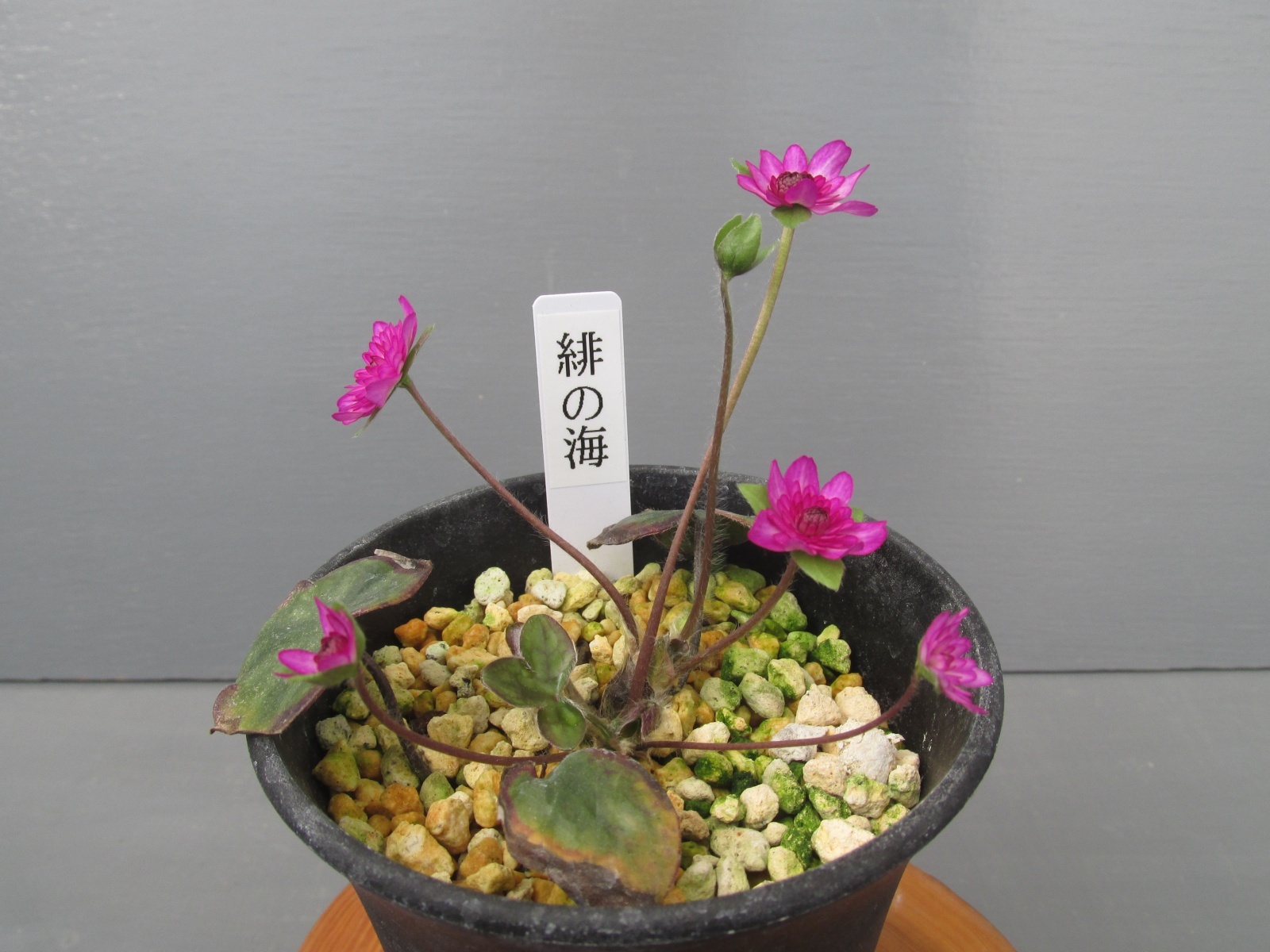 画像: 雪割草銘品【緋の海】（上1.5芽株）/開花中