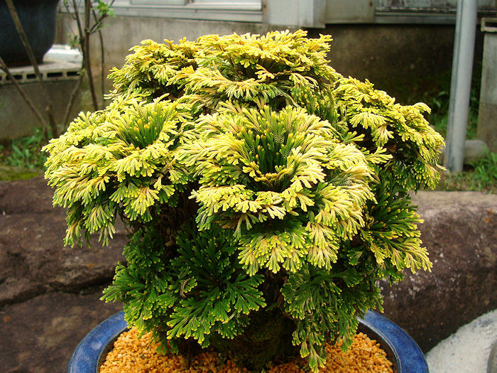 画像: 栄獅子　（4.5号プラ）