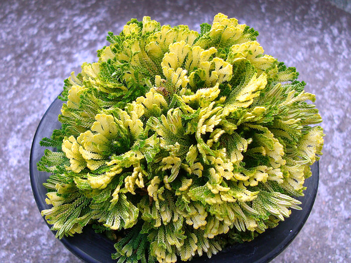 画像: 王冠　（5号プラ）