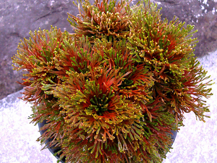 画像: 花染　（4.5号プラ）