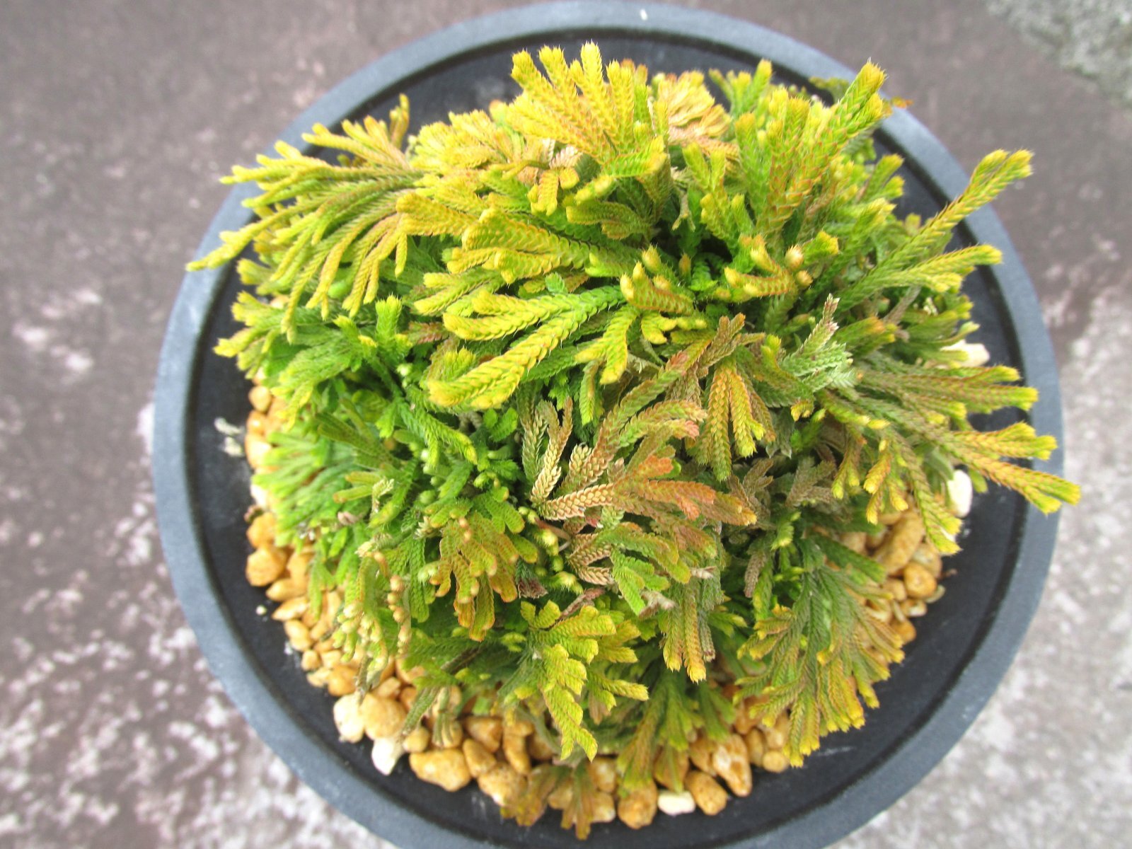 画像3: 麒麟冠　（4.5号プラ）