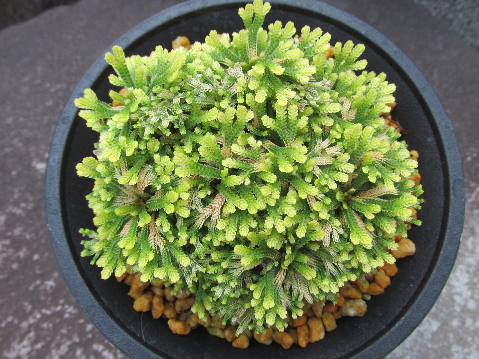 画像3: 三恵ノ華　（4.5号プラ）
