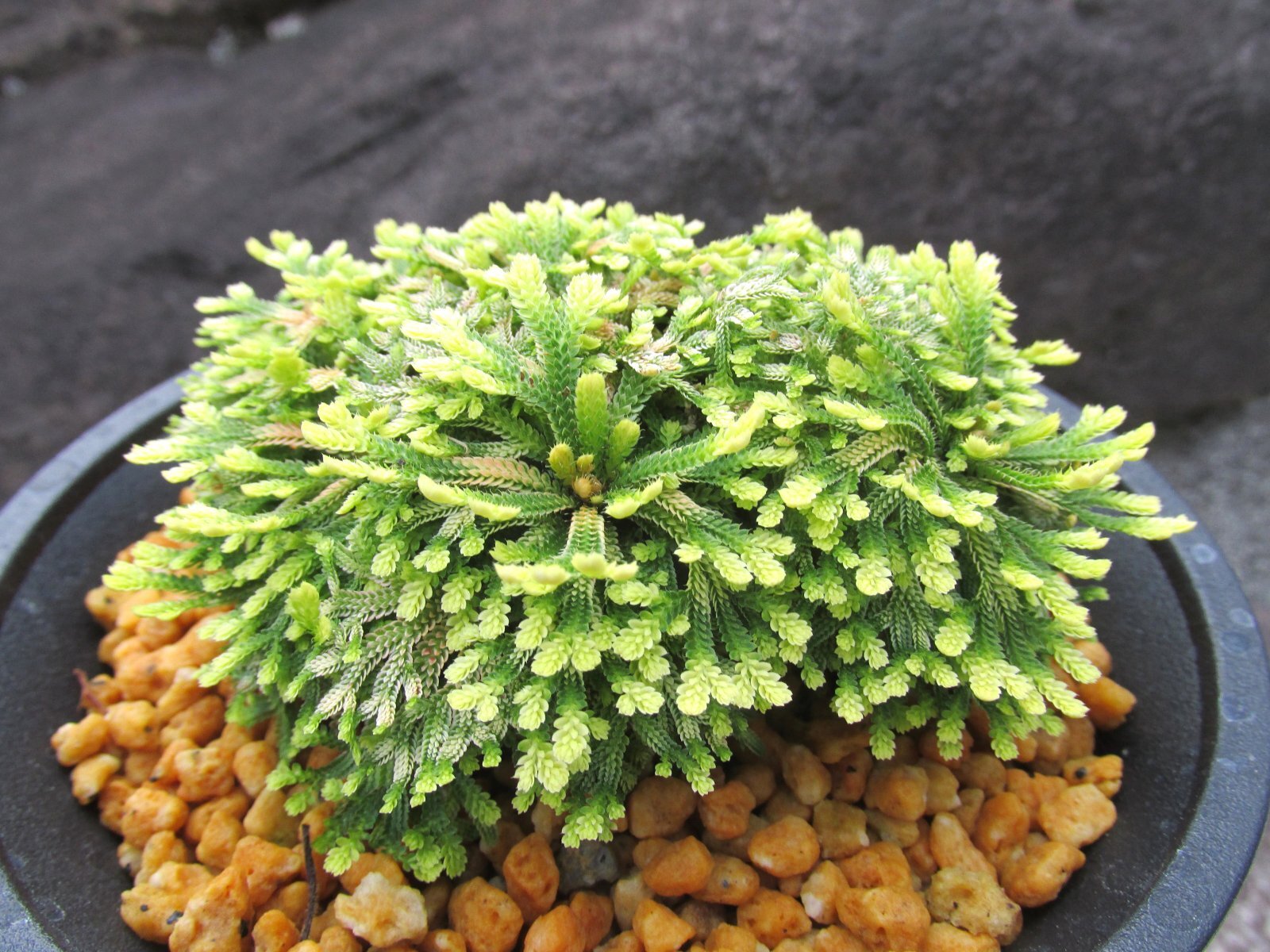 画像1: 三恵ノ華　（4.5号プラ）