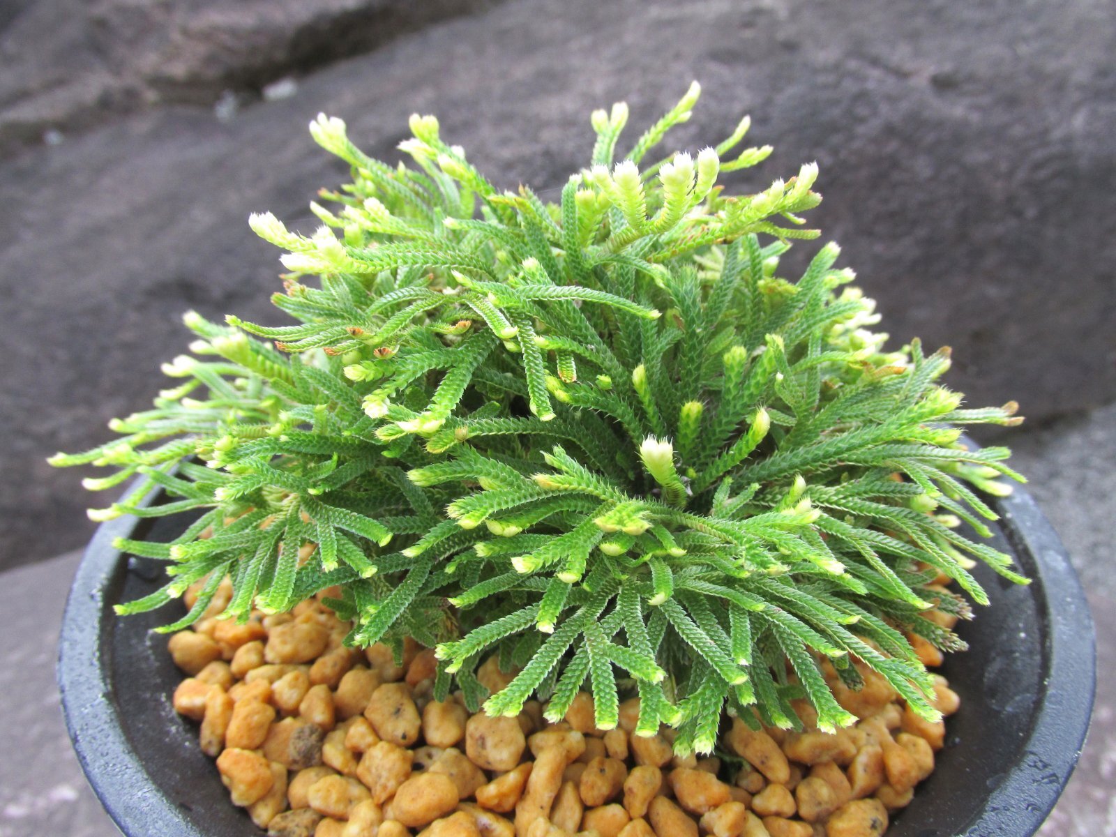 画像1: 朝日滝　（4.5号プラ）
