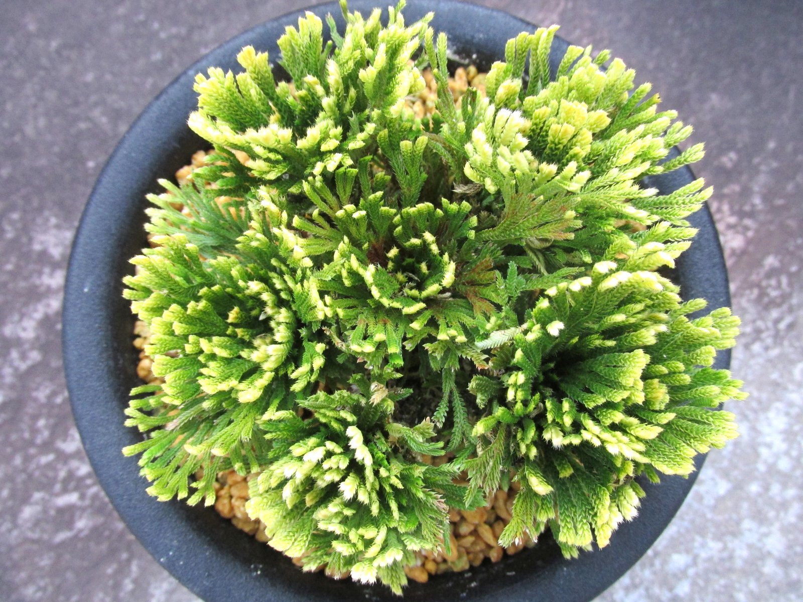 画像3: 王冠　（5号プラ）