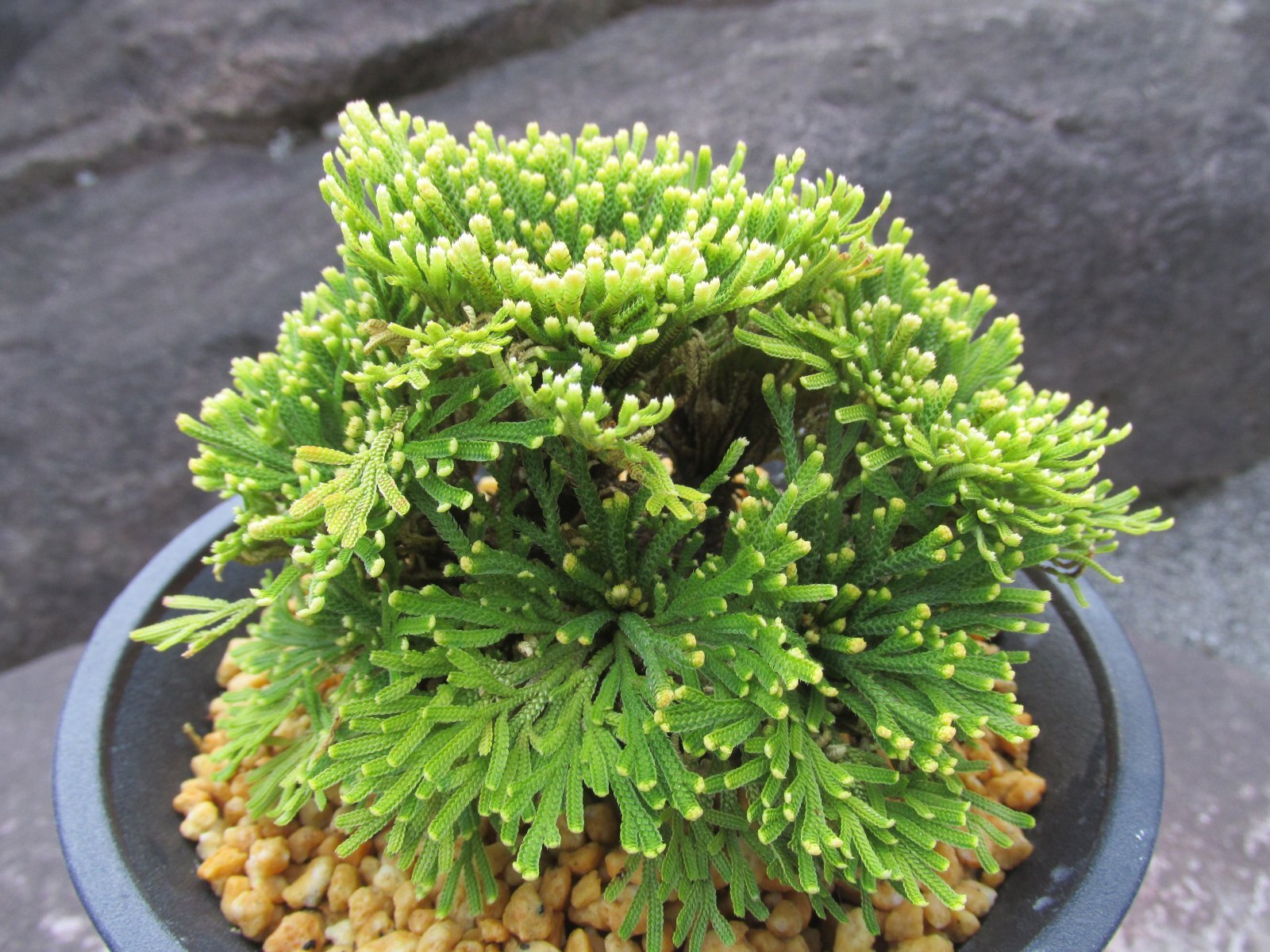 画像2: 天賜冠　（4.5号プラ）