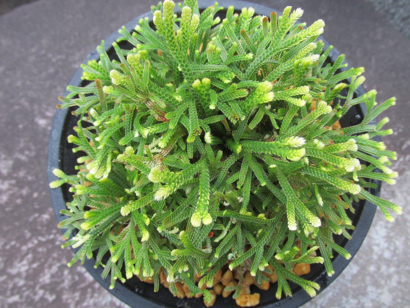 画像3: 朝日滝　（4.5号プラ）