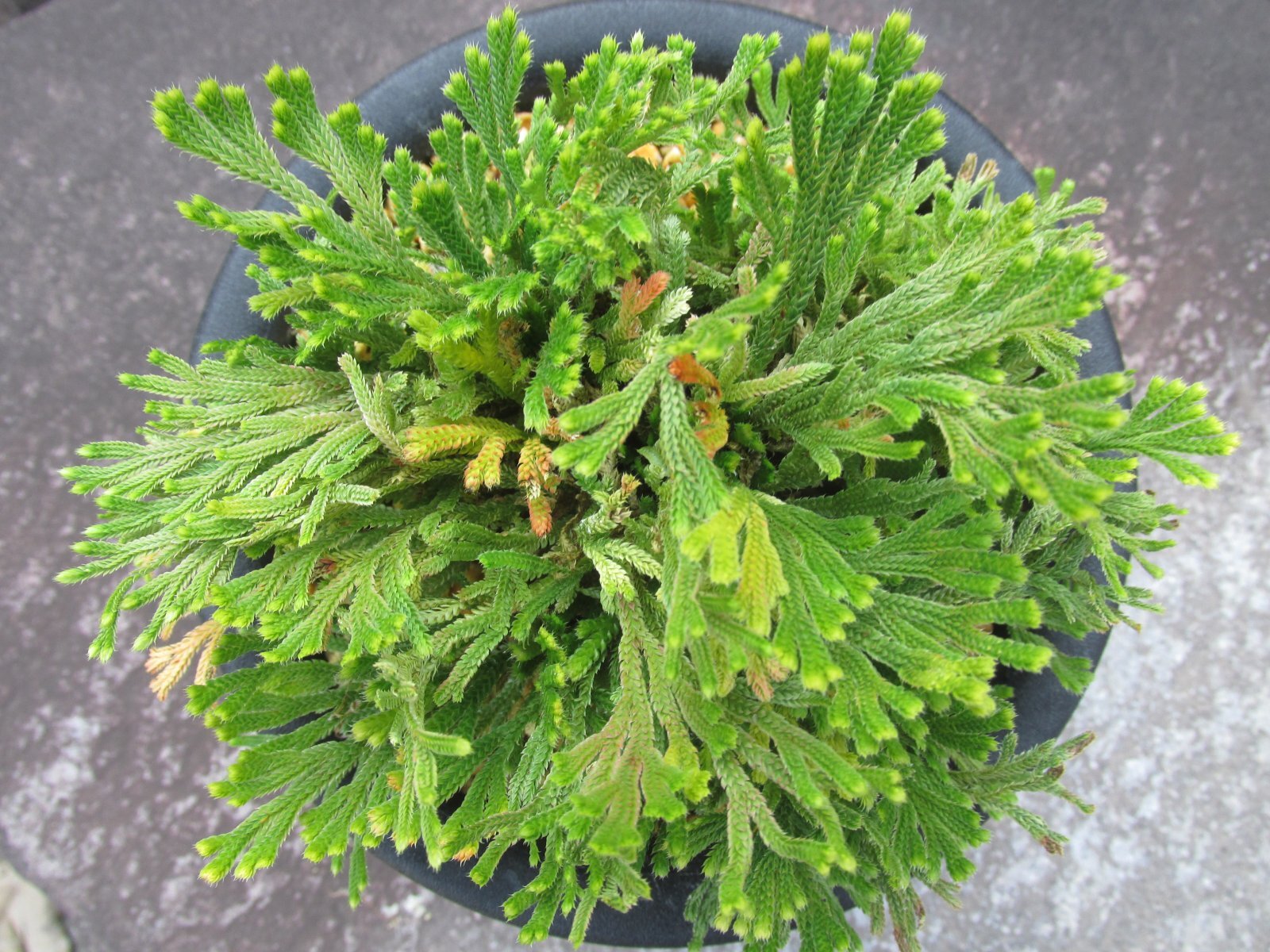 画像3: 墨黄染　（5号プラ）