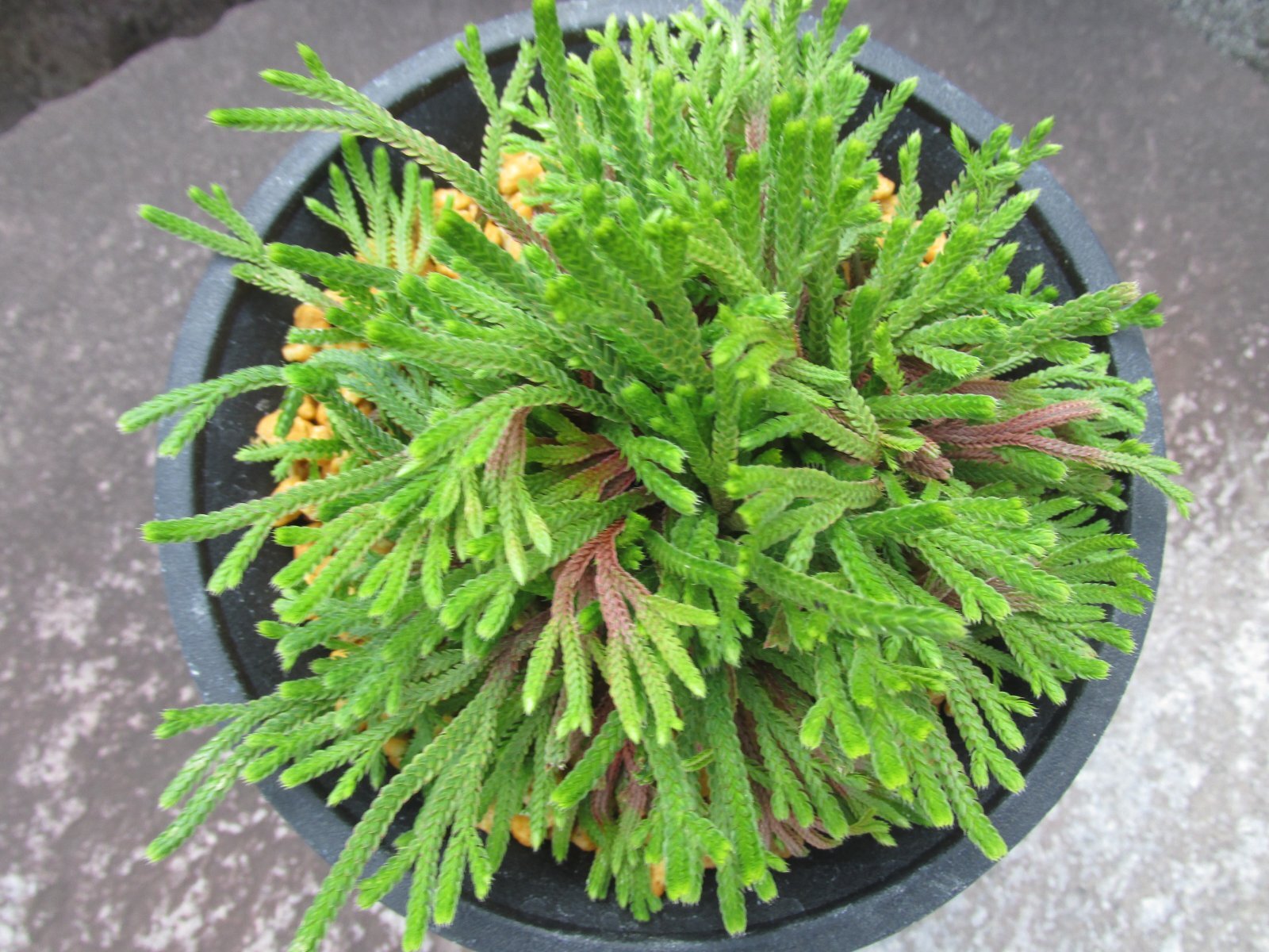 画像3: 紫炎龍　（4.5号プラ）