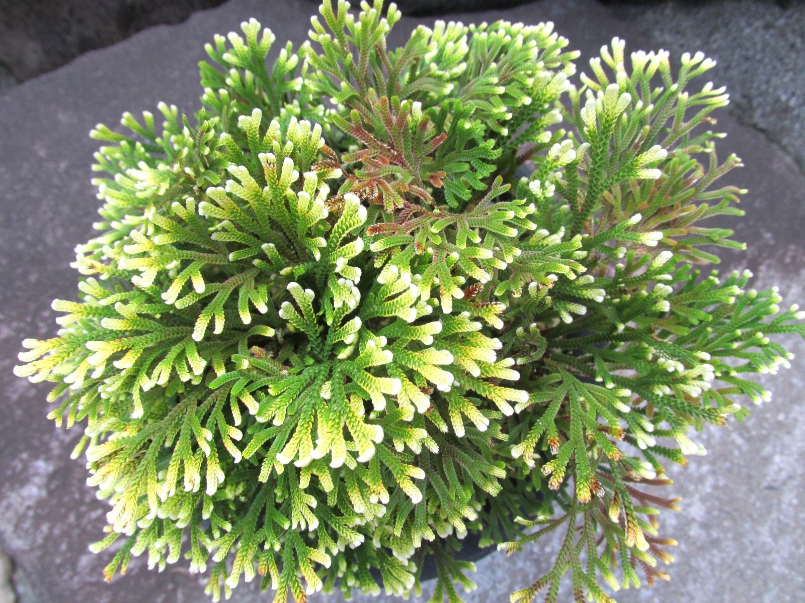 画像3: 白王　（5号プラ）