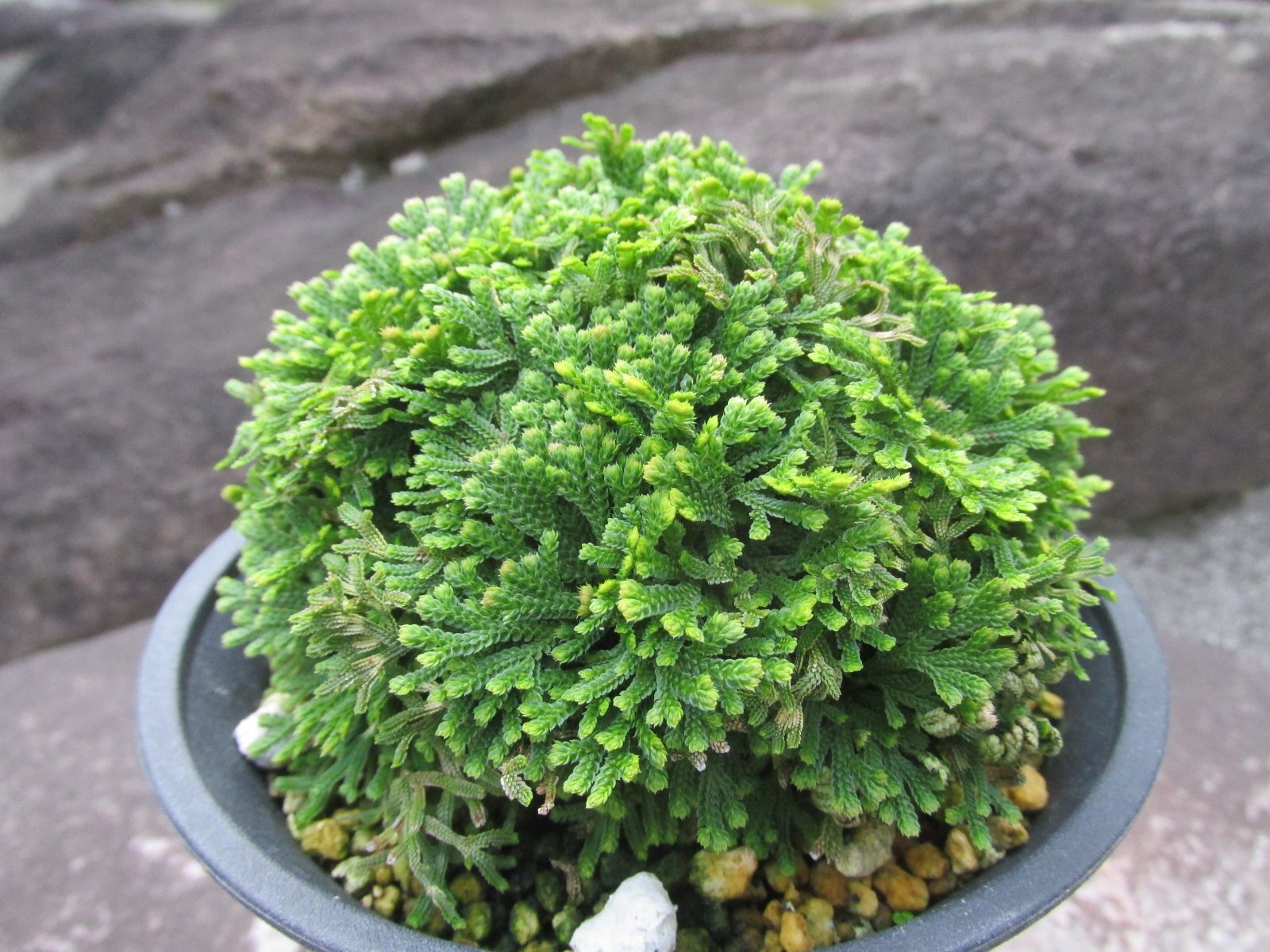 画像2: 鳳明殿　（4.5号プラ）