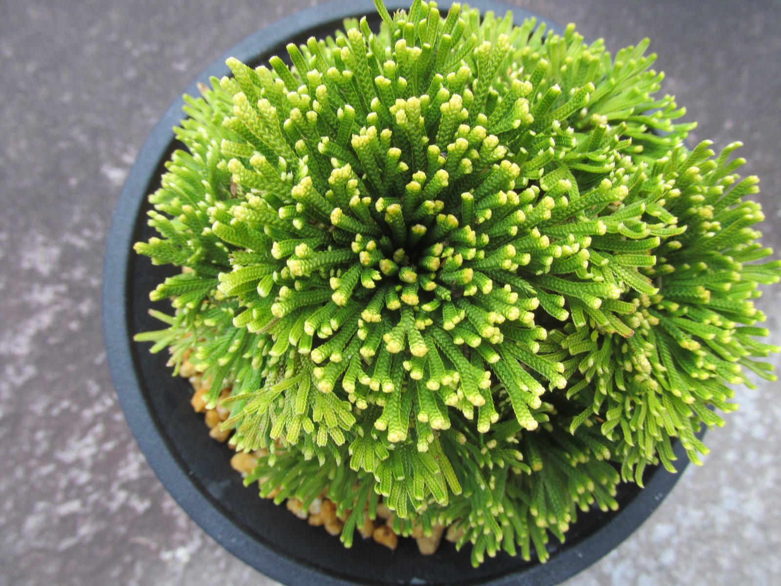 画像3: 天賜冠　（4.5号プラ）