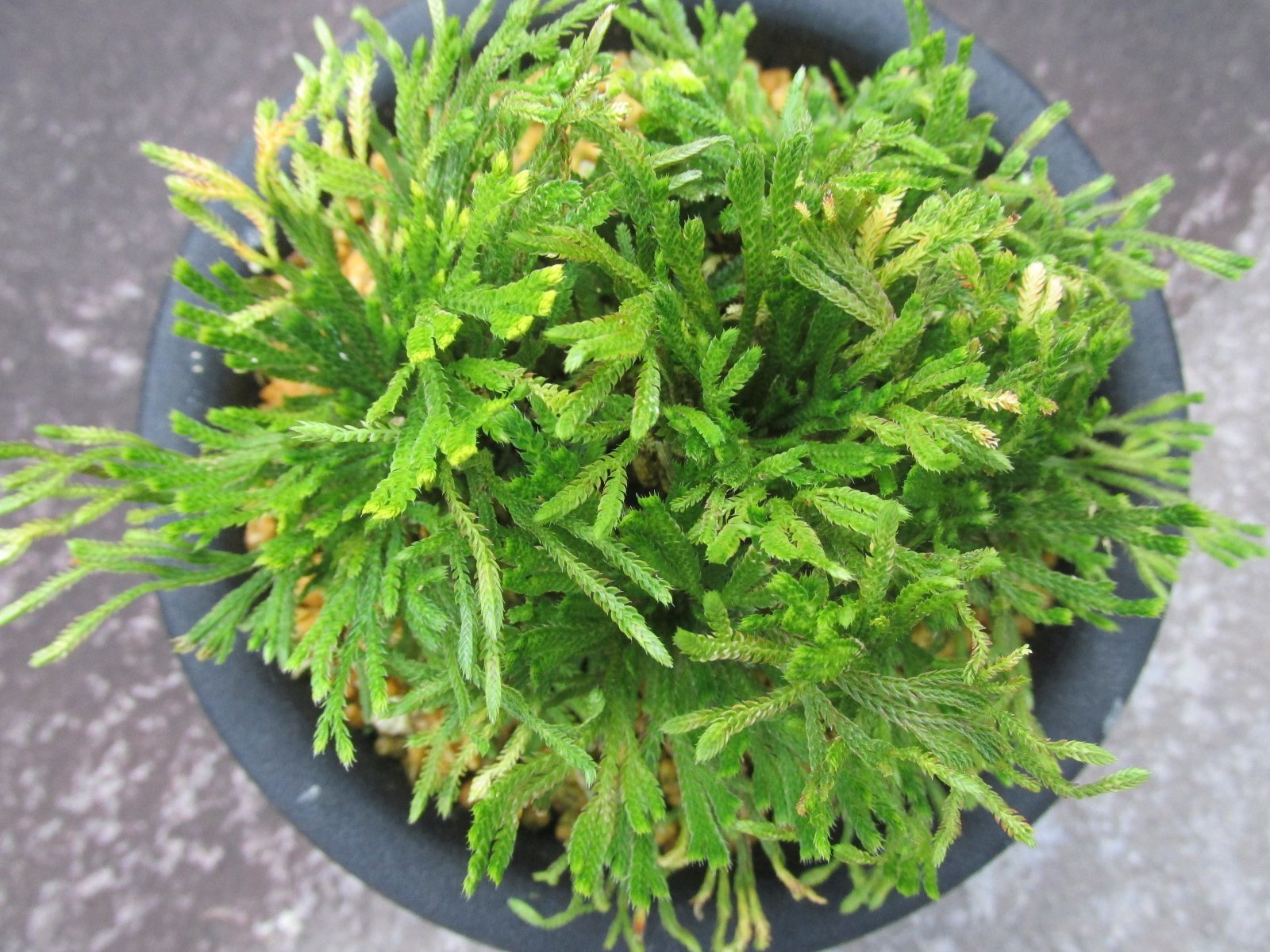 画像3: 万華鏡　（5号プラ）