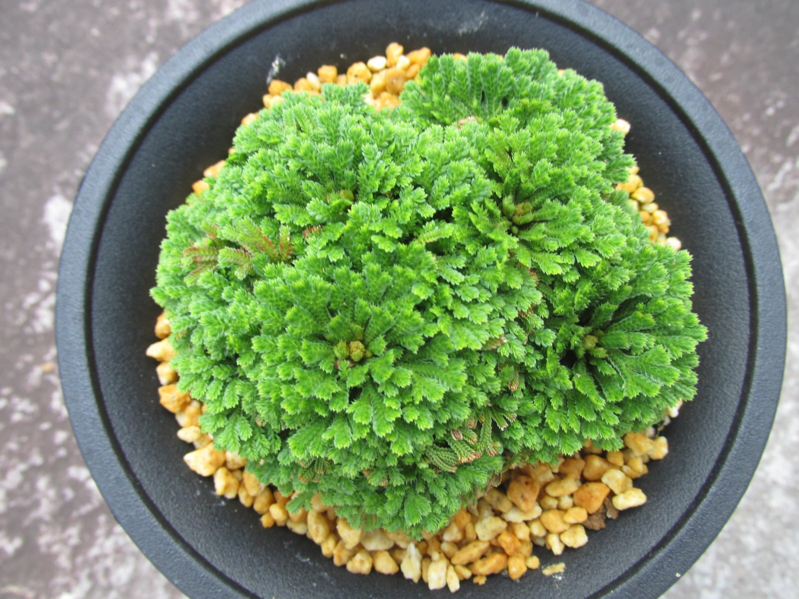 画像3: 牡丹冠　（4号プラ）