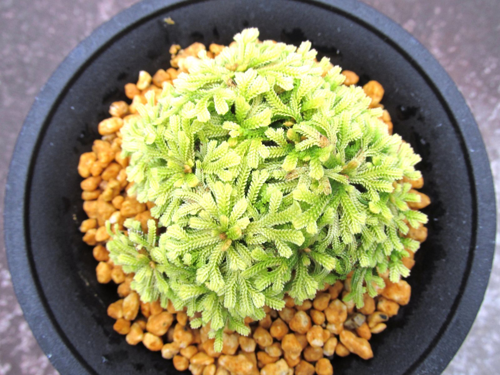 画像3: イワヒバ珍稀種【光鳳ノ華】（4号プラ鉢）