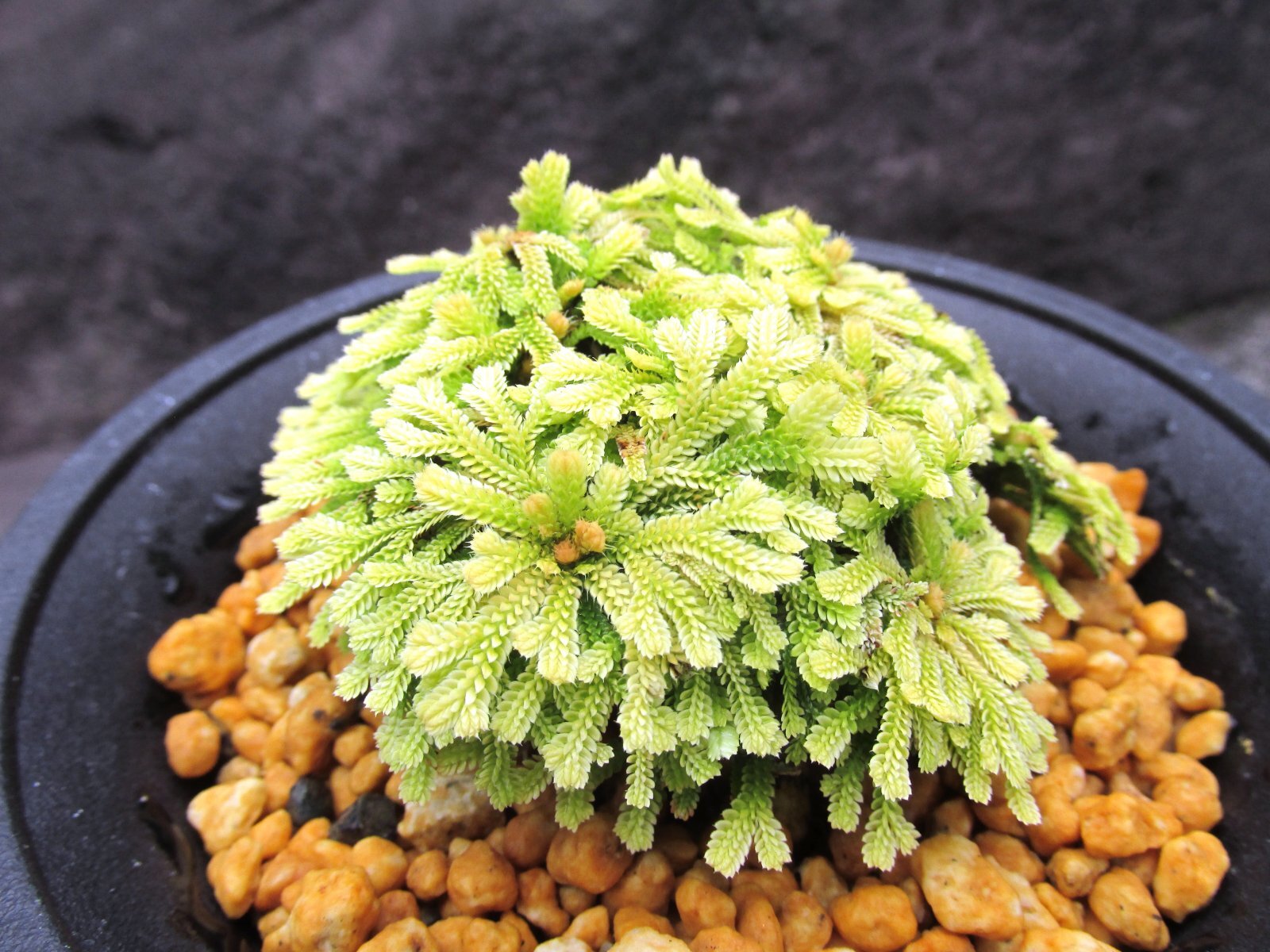 画像2: イワヒバ珍稀種【光鳳ノ華】（4号プラ鉢）