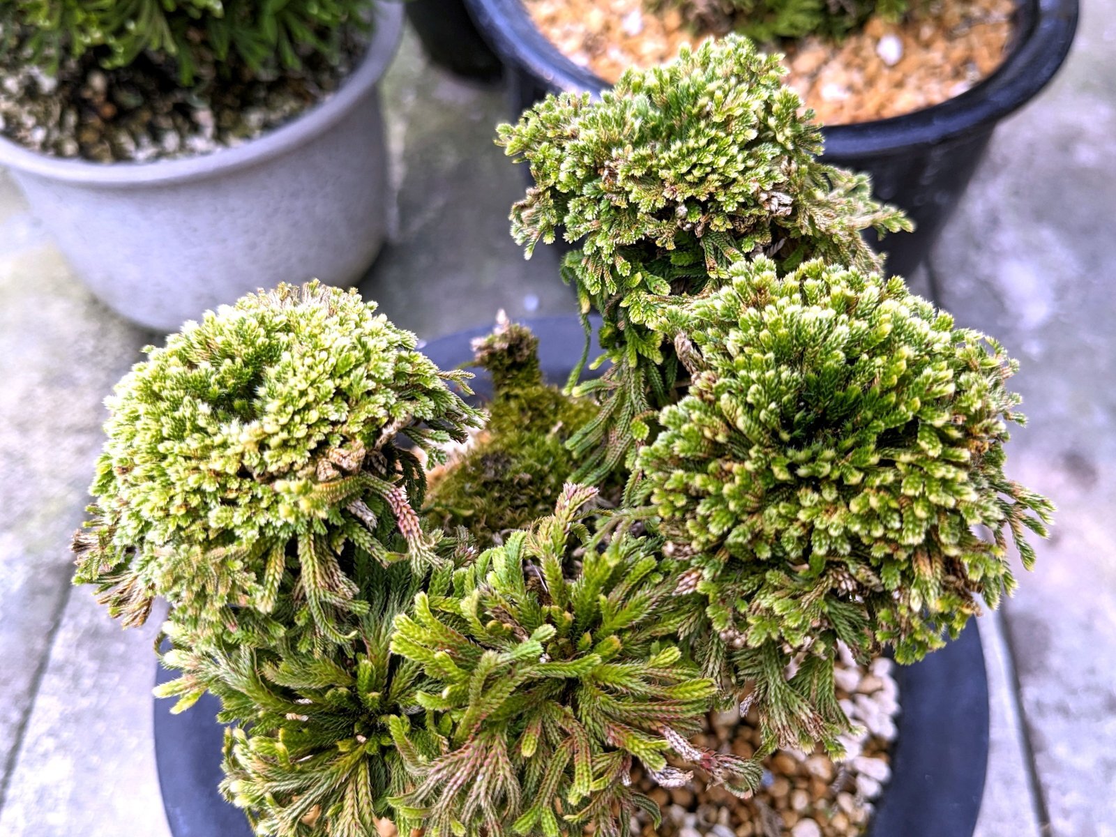 画像: 孫六錦　2.5Ｐ