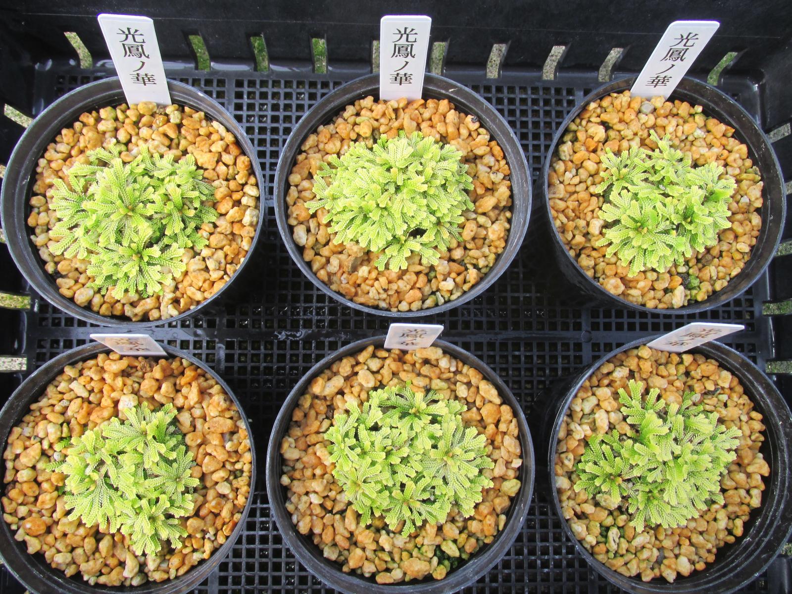 画像: 光鳳ノ華　2.5P