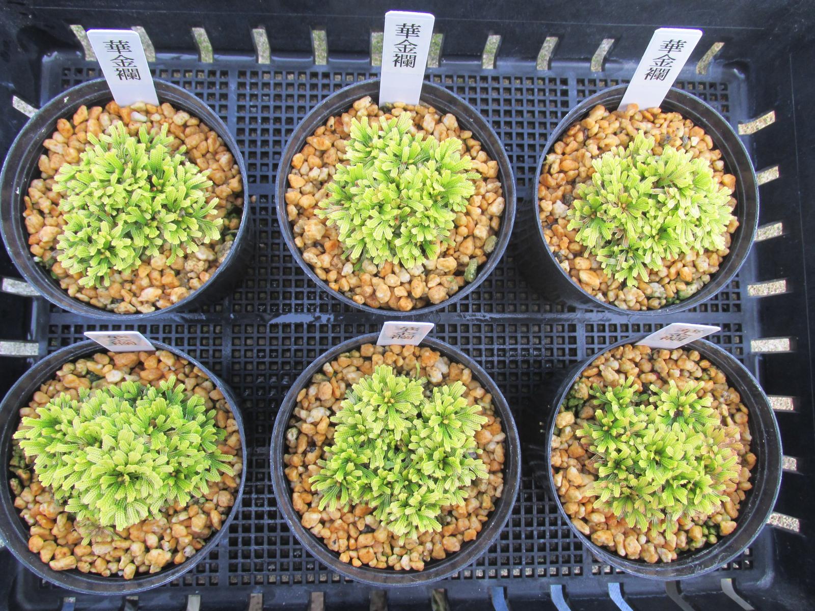 画像: 華金襴　2.5Ｐ