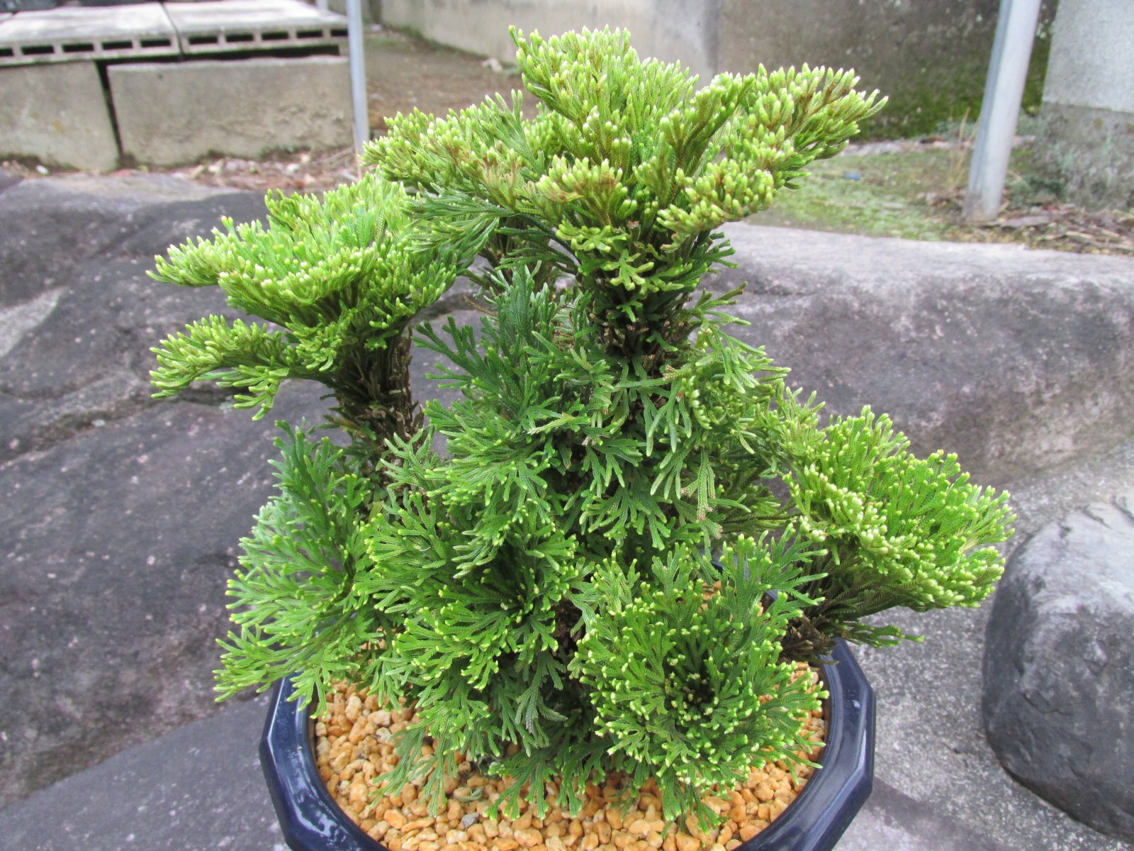 画像4: イワヒバ特選品【紅真珠】（7号プラ鉢）