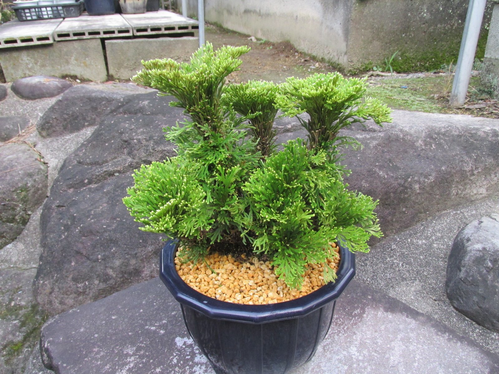 画像1: イワヒバ特選品【紅真珠】（7号プラ鉢）